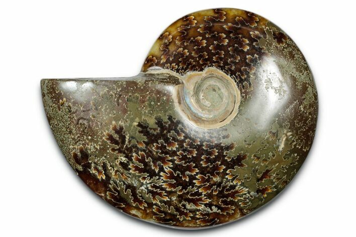 Polished Ammonite (Cleoniceras) Fossil - Madagascar #344316
